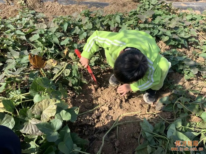平頂山藍灣翠園偉才幼兒園生態(tài)大課堂：耕道田園，探索秋天的奧秘