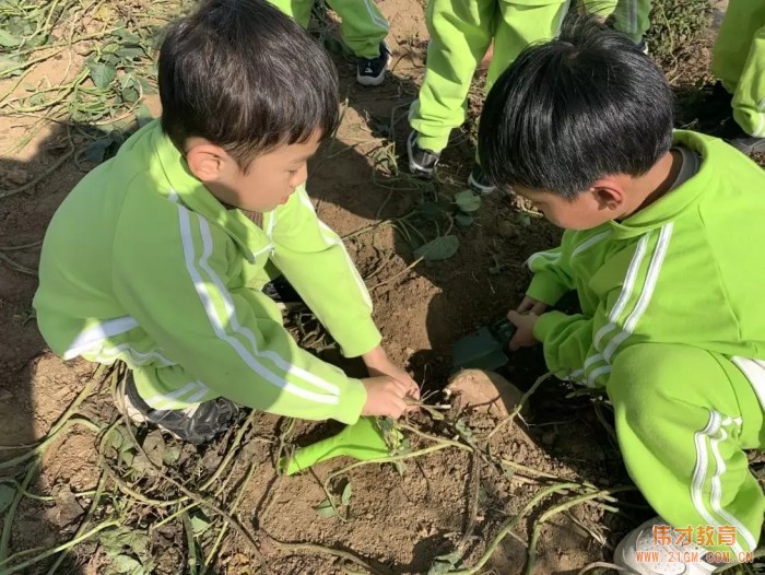 平頂山藍灣翠園偉才幼兒園生態(tài)大課堂：耕道田園，探索秋天的奧秘