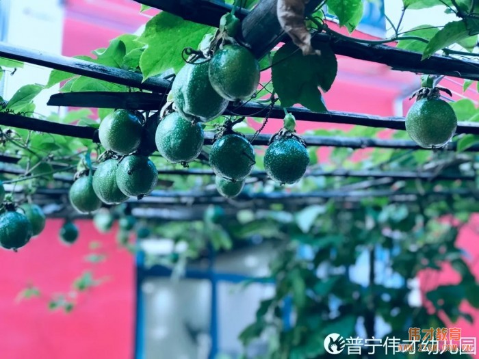 偉才生態(tài)課程：秋收冬藏，生根發(fā)芽丨廣東普寧市偉才幼兒園