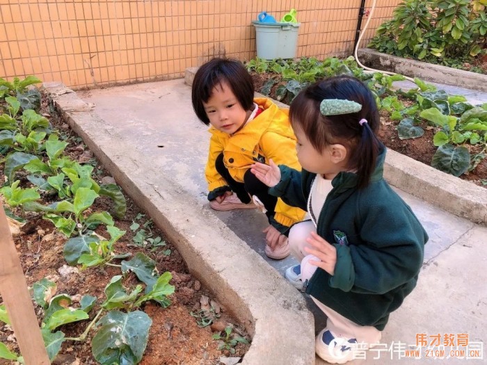 偉才生態(tài)課程：秋收冬藏，生根發(fā)芽丨廣東普寧市偉才幼兒園