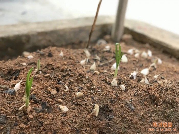 偉才生態(tài)課程：秋收冬藏，生根發(fā)芽丨廣東普寧市偉才幼兒園