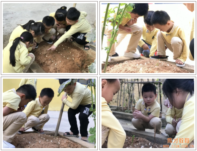 偉才生態(tài)課程：秋收冬藏，生根發(fā)芽丨廣東普寧市偉才幼兒園