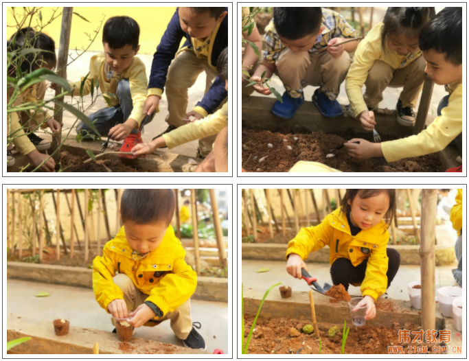 偉才生態(tài)課程：秋收冬藏，生根發(fā)芽丨廣東普寧市偉才幼兒園