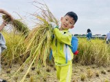 金秋，偉才幼兒園的生態(tài)課堂